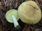 Tricholoma equestre