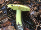 Tricholoma equestre