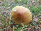 Tricholoma equestre