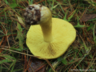 Tricholoma equestre