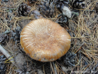 Tricholoma focale