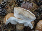 Tricholoma focale