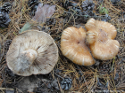 Tricholoma focale