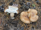 Tricholoma focale