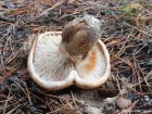 Tricholoma focale