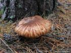 Tricholoma focale