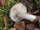 Tricholoma saponaceum