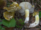 Tricholoma sejunctum