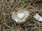 Tricholoma sejunctum