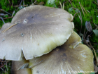 Tricholoma sejunctum