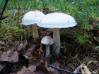 Tricholoma stiparophyllum