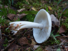 Tricholoma stiparophyllum