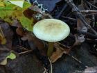 Tricholoma sulphureum
