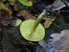 Tricholoma sulphureum