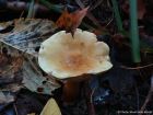 Tricholoma sulphureum