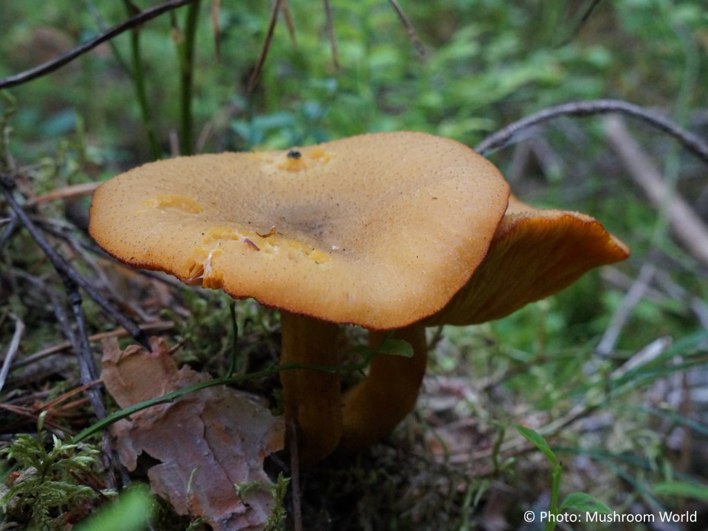 Tricholomopsis decora - Mushroom World