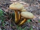 Tricholomopsis decora