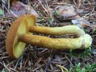 Tricholomopsis decora