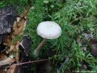 Tubaria conspersa