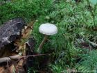 Tubaria conspersa
