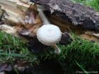 Tubaria conspersa