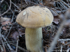 Tylopilus felleus