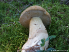 Tylopilus felleus