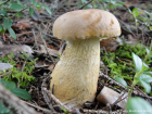 Tylopilus felleus