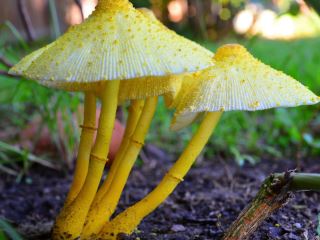 agarics1.jpg