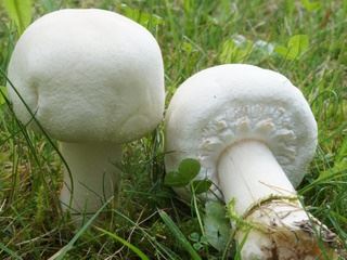 agaricus2.jpg