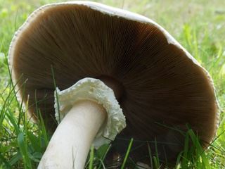 agaricus3.jpg