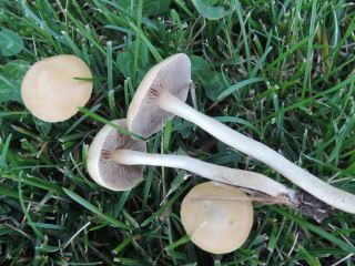 agrocybe1.jpg