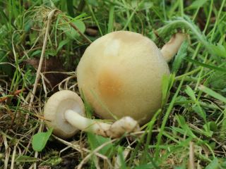 agrocybe2.jpg