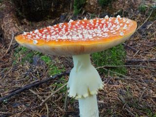 amanita1.jpg