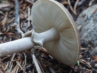 amanita2.jpg