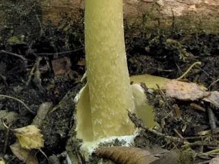 amanita3.jpg