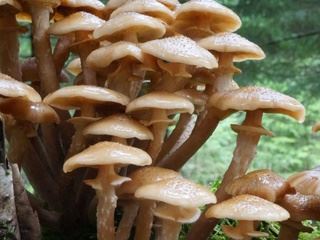 armillaria1.jpg