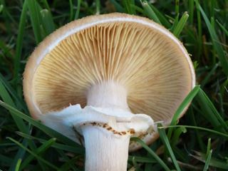 armillaria2.jpg