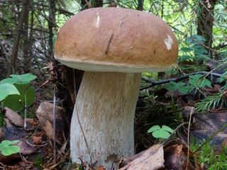 boletes1.jpg