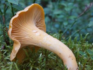 cantharellus1.jpg