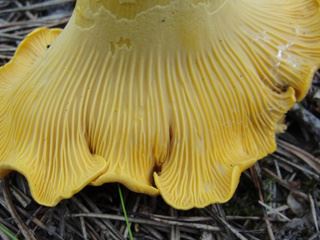 cantharellus2.jpg