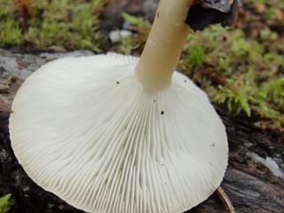 clitocybe1.jpg