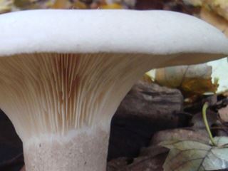 clitocybe2.jpg