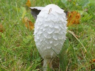 coprinus1.jpg