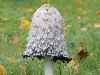 coprinus2.jpg