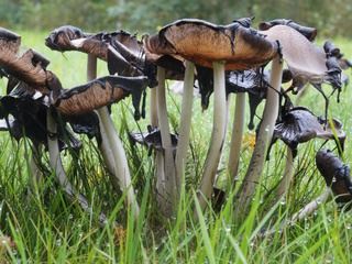 coprinus3.jpg