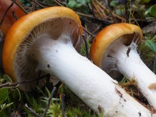 cortinarius1.jpg