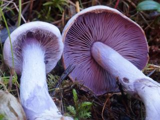 cortinarius2.jpg