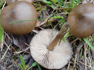 entoloma1.jpg