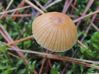 galerina3.jpg